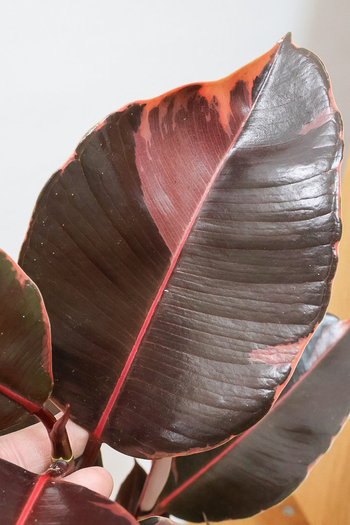 【フィカス ブルールビー】2026年ニューフェイス！とても濃い葉色が美しい！今後どのように葉色が変化していくか楽しみです！