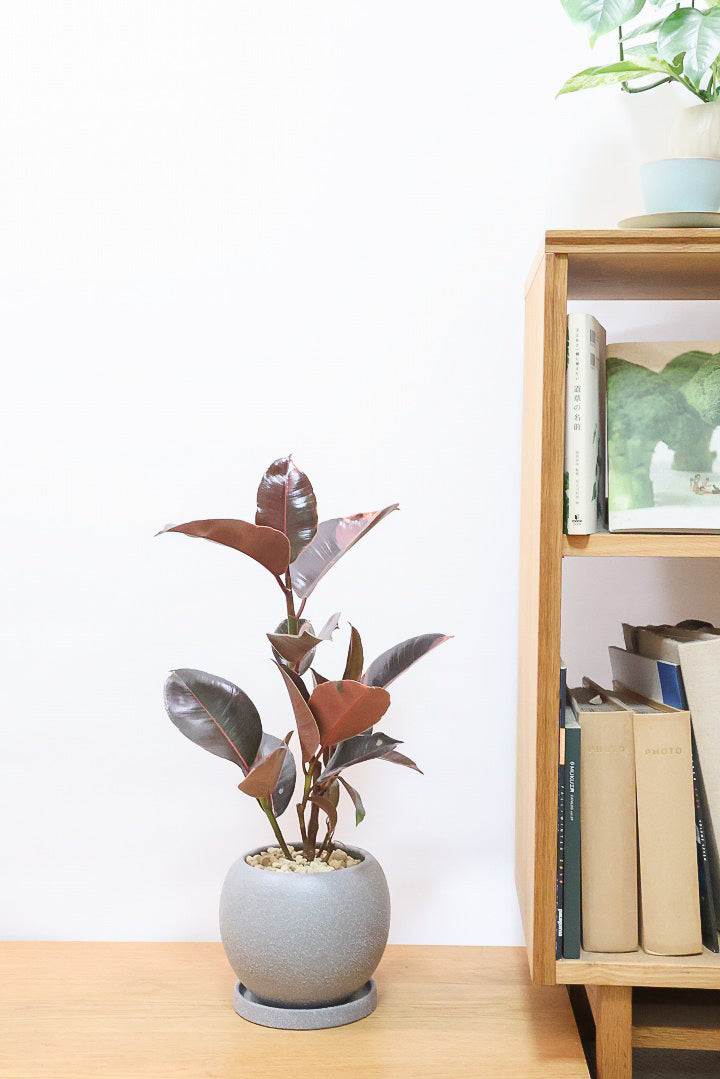 【フィカス ブルールビー】2026年ニューフェイス！とても濃い葉色が美しい！今後どのように葉色が変化していくか楽しみです！