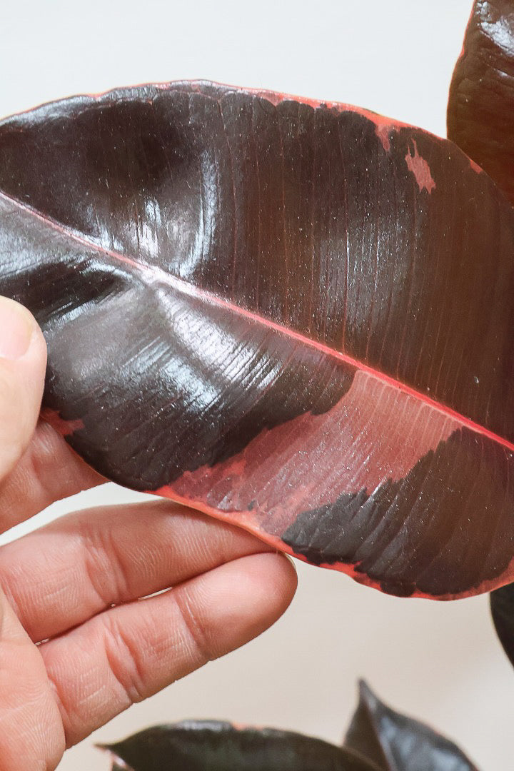 【フィカス ブルールビー】2026年ニューフェイス！とても濃い葉色が美しい！今後どのように葉色が変化していくか楽しみです！