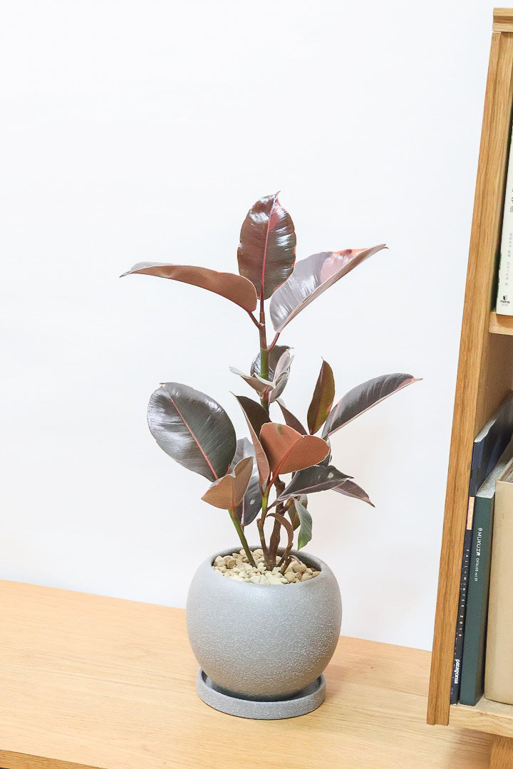 【フィカス ブルールビー】2026年ニューフェイス！とても濃い葉色が美しい！今後どのように葉色が変化していくか楽しみです！