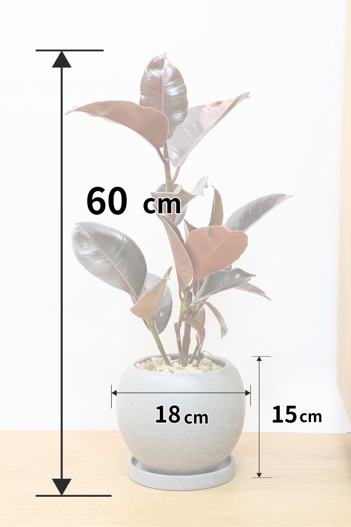 【フィカス ブルールビー】2026年ニューフェイス！とても濃い葉色が美しい！今後どのように葉色が変化していくか楽しみです！