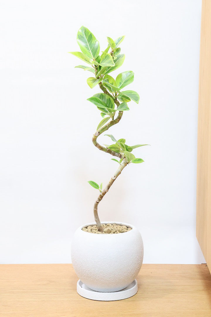 【アルテシマ】流れるような美しい幹！このアルテシマの樹形は100点満点ではないでしょうか⁉