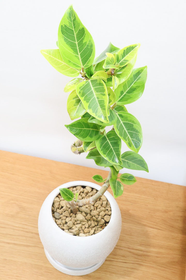 【アルテシマ】流れるような美しい幹！このアルテシマの樹形は100点満点ではないでしょうか⁉