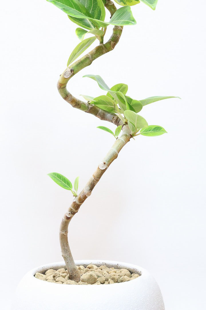 【アルテシマ】流れるような美しい幹！このアルテシマの樹形は100点満点ではないでしょうか⁉