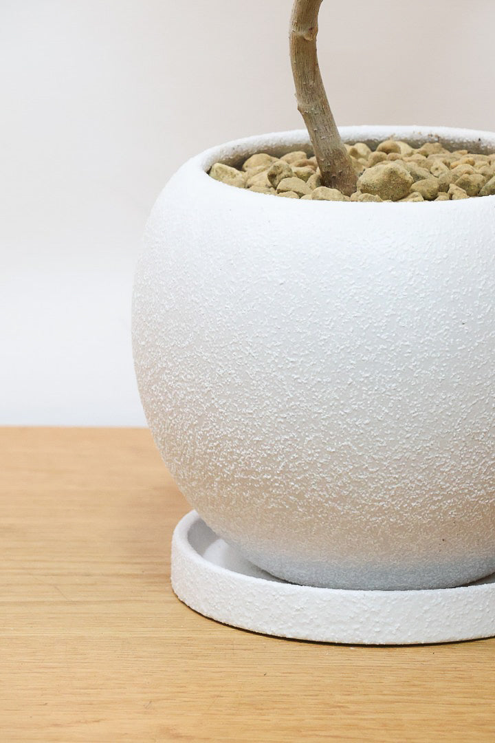 【ウンベラータ】程よいボリュームで曲り樹形の名手でもある生産者さんが手塩に掛けたバランスの良い素晴らしい樹形です！