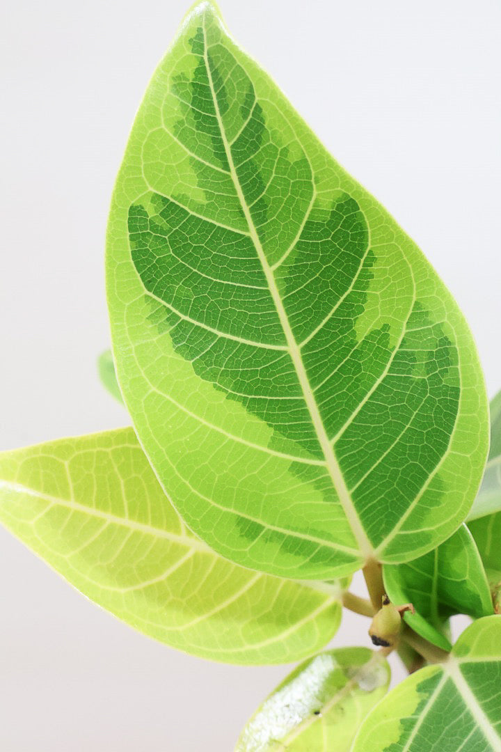 【アルテシマ】流れるような美しい幹！このアルテシマの樹形は100点満点ではないでしょうか⁉