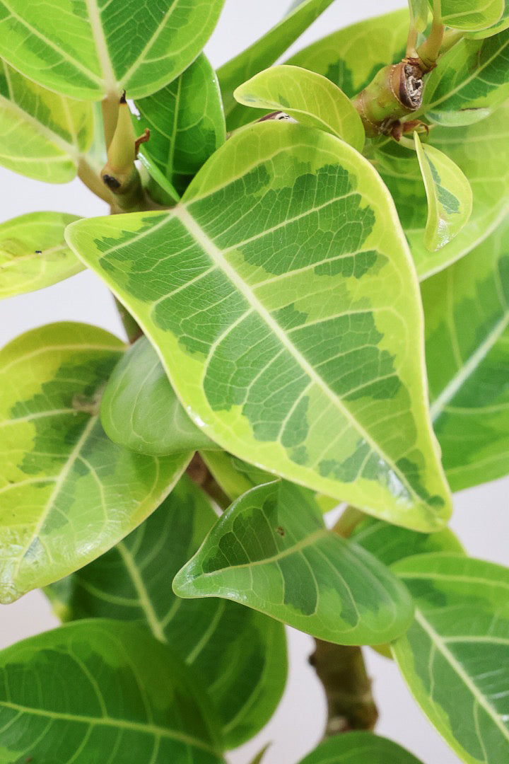 【アルテシマ】流れるような美しい幹！このアルテシマの樹形は100点満点ではないでしょうか⁉