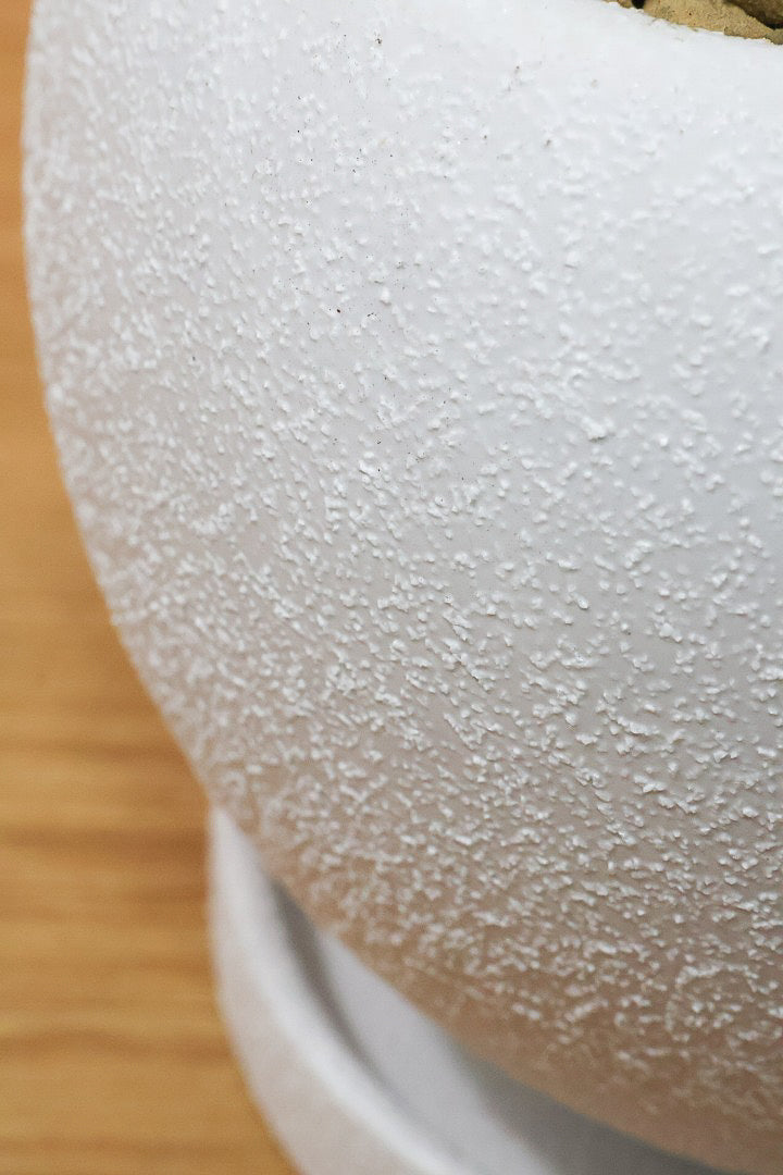 【アルテシマ】流れるような美しい幹！このアルテシマの樹形は100点満点ではないでしょうか⁉