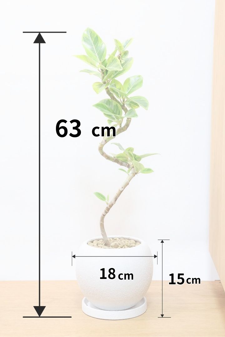 【アルテシマ】流れるような美しい幹！このアルテシマの樹形は100点満点ではないでしょうか⁉