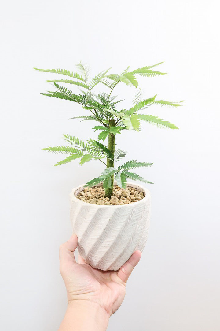 【エバーフレッシュ】わかる人にはわかると思いますが、この幹太さもスタイルもカッコいいと思うんです！