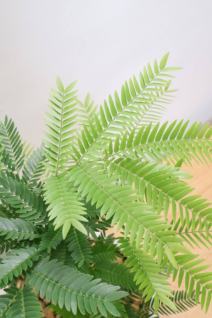 【エバーフレッシュ】わかる人にはわかると思いますが、この幹太さもスタイルもカッコいいと思うんです！