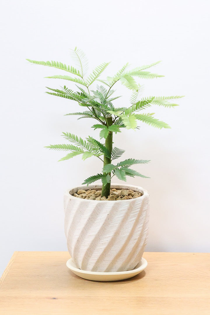 エバーフレッシュW61422| 観葉植物の通信販売 | APEGO(アペーゴ)