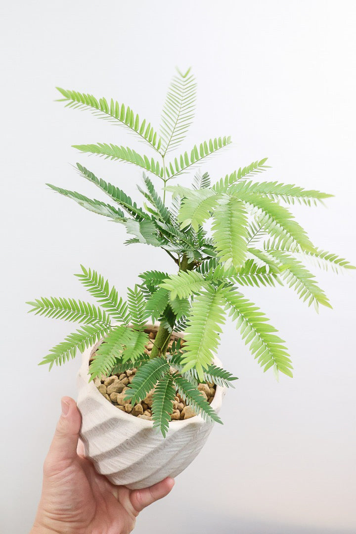 エバーフレッシュW61422| 観葉植物の通信販売 | APEGO(アペーゴ)