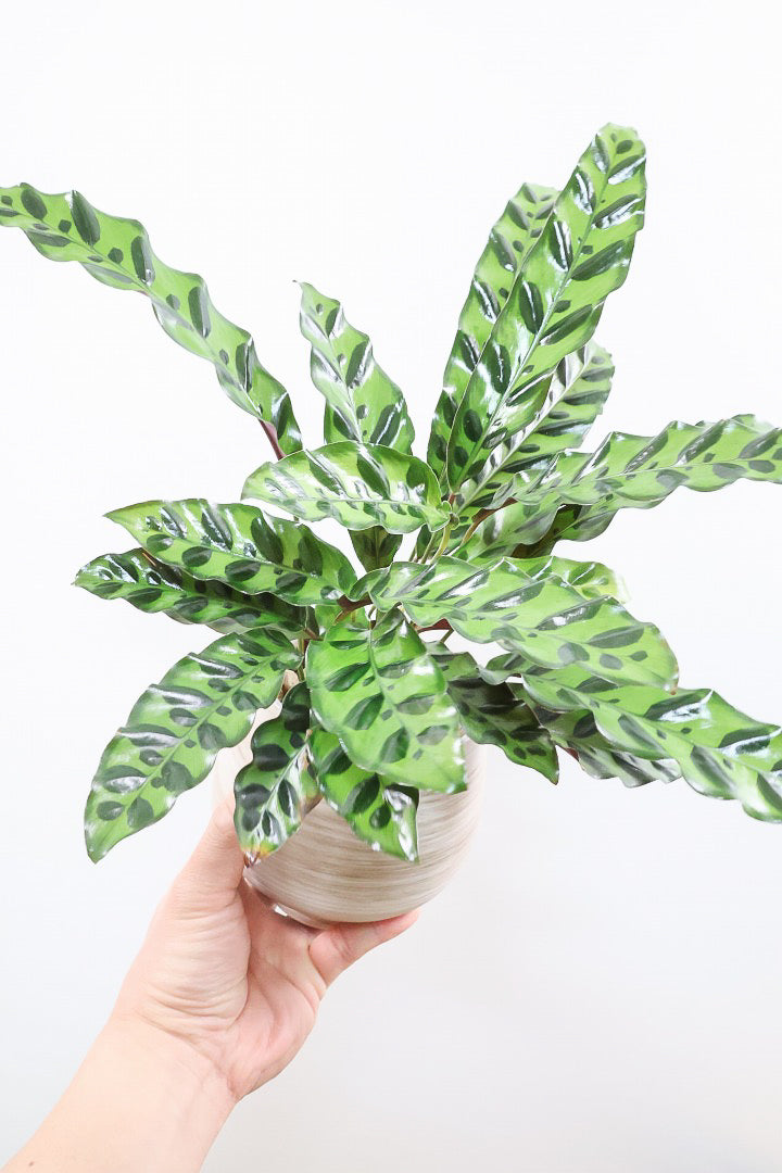 【カラテア インシグニス】生産者さんがボリュームのある素晴らしい個体の物を出荷してくださいましたのでボリュームは保証します！