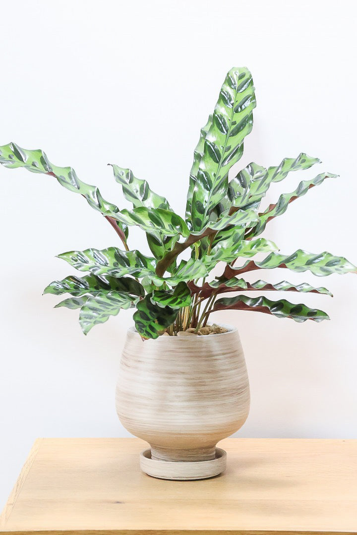 【カラテア インシグニス】生産者さんがボリュームのある素晴らしい個体の物を出荷してくださいましたのでボリュームは保証します！