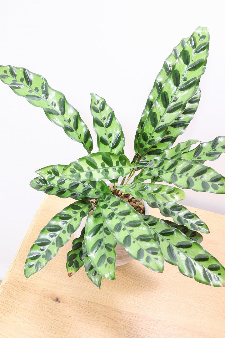 【カラテア インシグニス】生産者さんがボリュームのある素晴らしい個体の物を出荷してくださいましたのでボリュームは保証します！