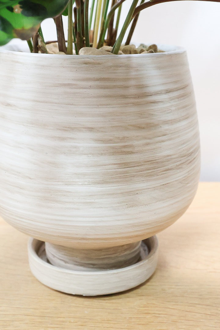 【カラテア インシグニス】生産者さんがボリュームのある素晴らしい個体の物を出荷してくださいましたのでボリュームは保証します！