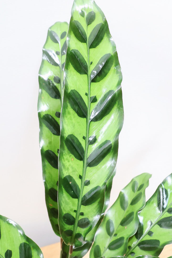 【カラテア インシグニス】生産者さんがボリュームのある素晴らしい個体の物を出荷してくださいましたのでボリュームは保証します！