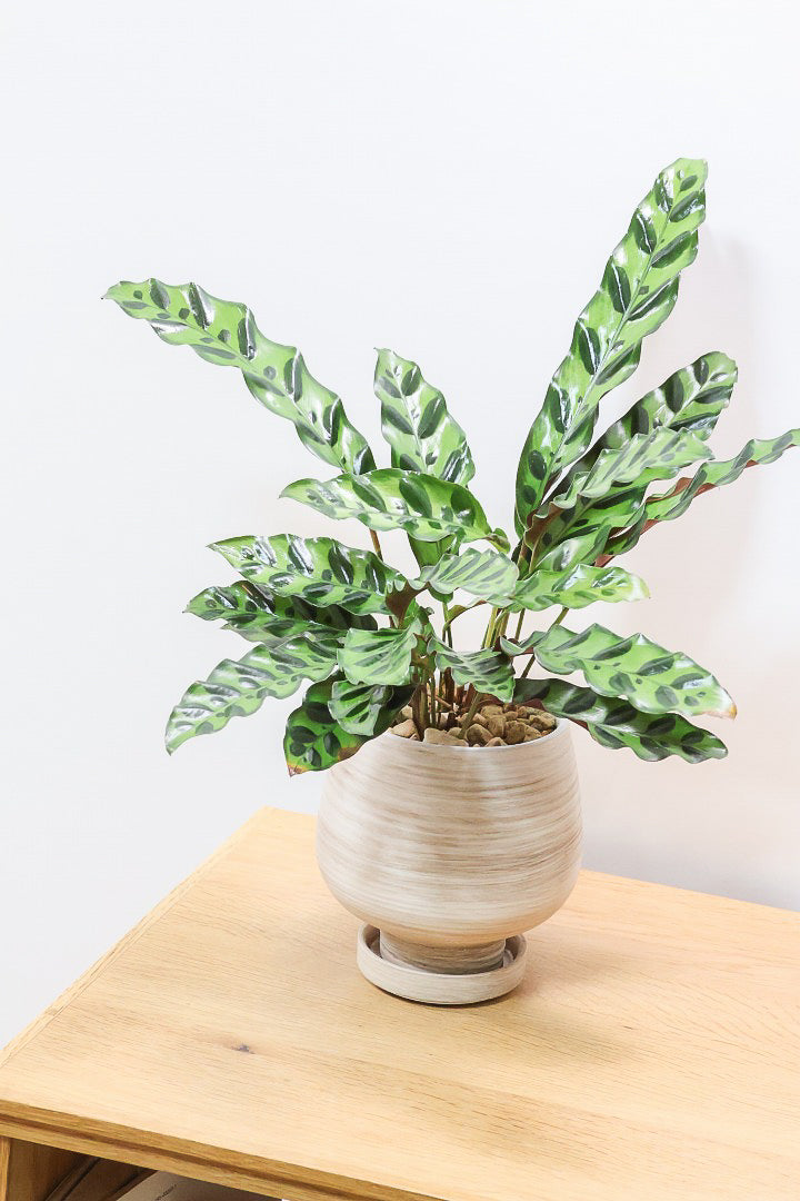 【カラテア インシグニス】生産者さんがボリュームのある素晴らしい個体の物を出荷してくださいましたのでボリュームは保証します！