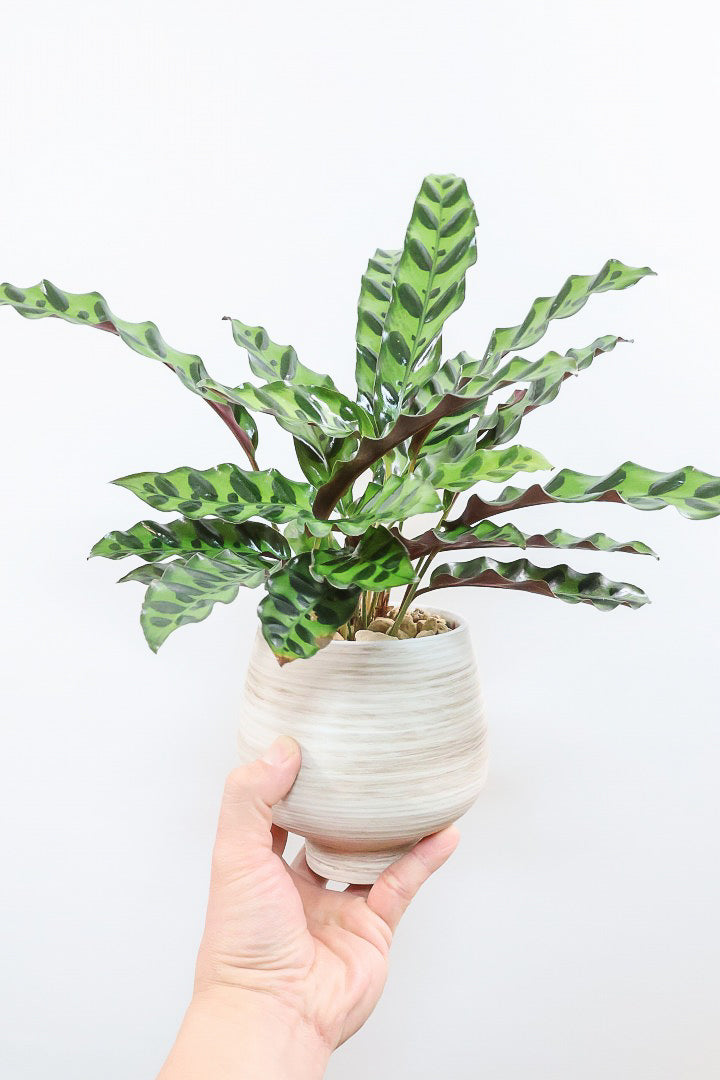 【カラテア インシグニス】生産者さんがボリュームのある素晴らしい個体の物を出荷してくださいましたのでボリュームは保証します！