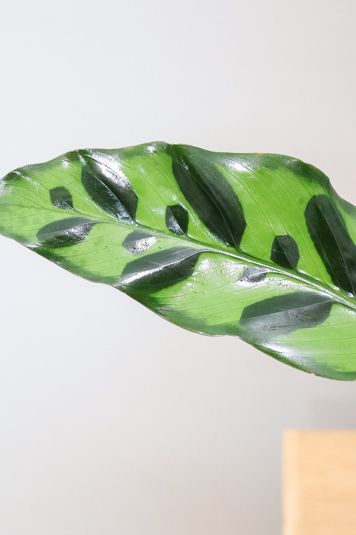 【カラテア インシグニス】生産者さんがボリュームのある素晴らしい個体の物を出荷してくださいましたのでボリュームは保証します！