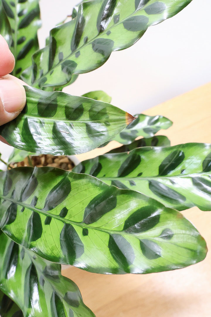 【カラテア インシグニス】生産者さんがボリュームのある素晴らしい個体の物を出荷してくださいましたのでボリュームは保証します！