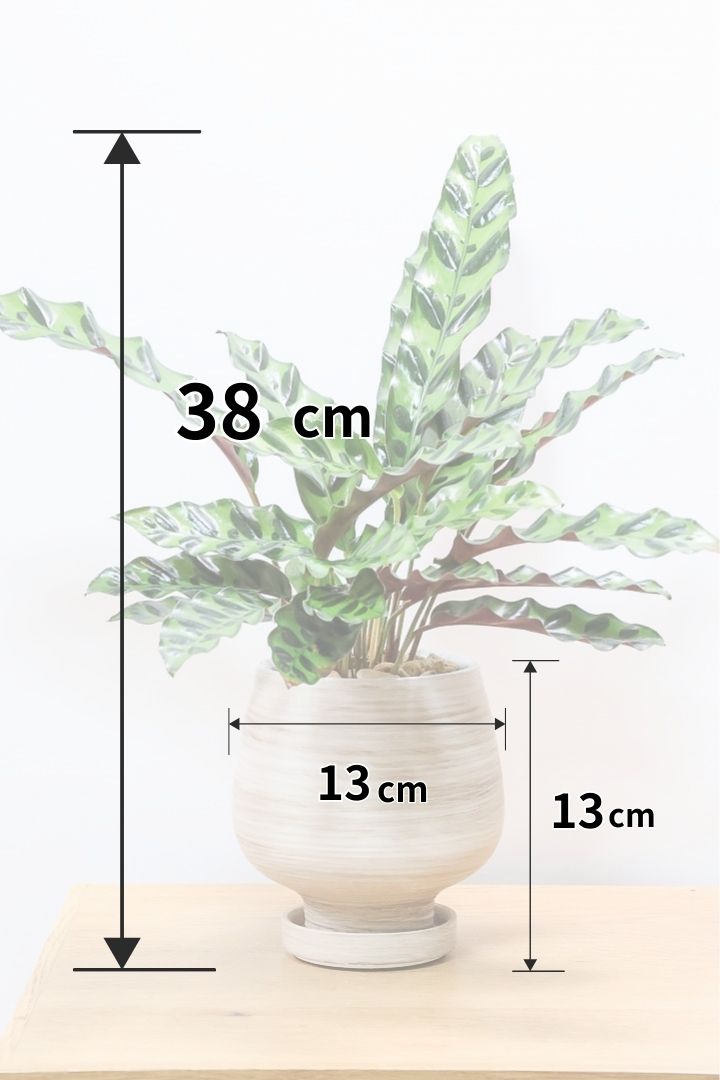 【カラテア インシグニス】生産者さんがボリュームのある素晴らしい個体の物を出荷してくださいましたのでボリュームは保証します！