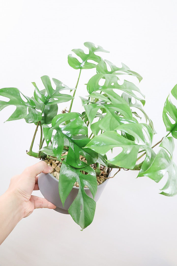 【モンステラ ミニマ】一番人気のサイズ！かなりボリュームあります！葉もとてもきれいで最高の状態です！