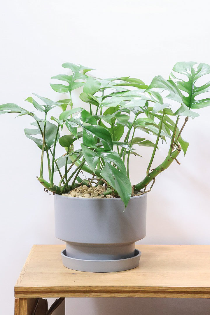 【モンステラ ミニマ】一番人気のサイズ！かなりボリュームあります！葉もとてもきれいで最高の状態です！