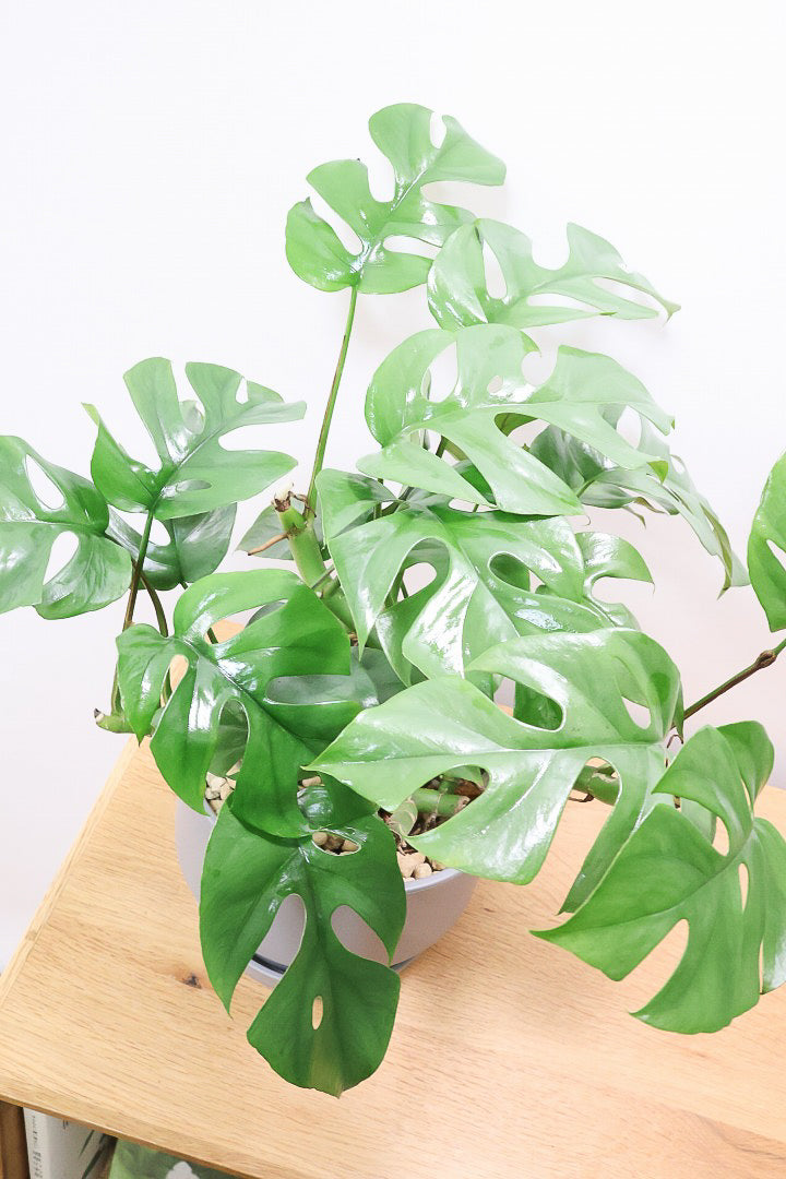 【モンステラ ミニマ】一番人気のサイズ！かなりボリュームあります！葉もとてもきれいで最高の状態です！