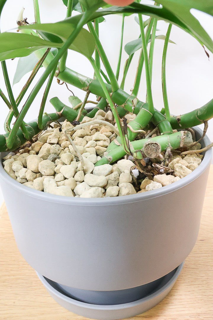 【モンステラ ミニマ】一番人気のサイズ！かなりボリュームあります！葉もとてもきれいで最高の状態です！