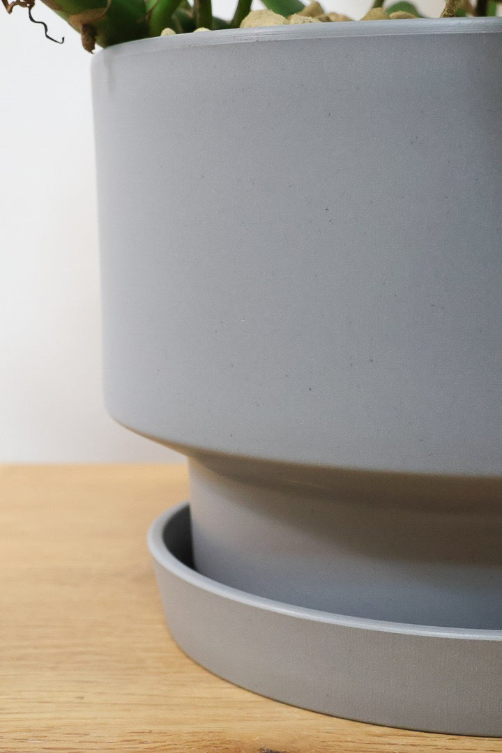 【モンステラ ミニマ】一番人気のサイズ！かなりボリュームあります！葉もとてもきれいで最高の状態です！