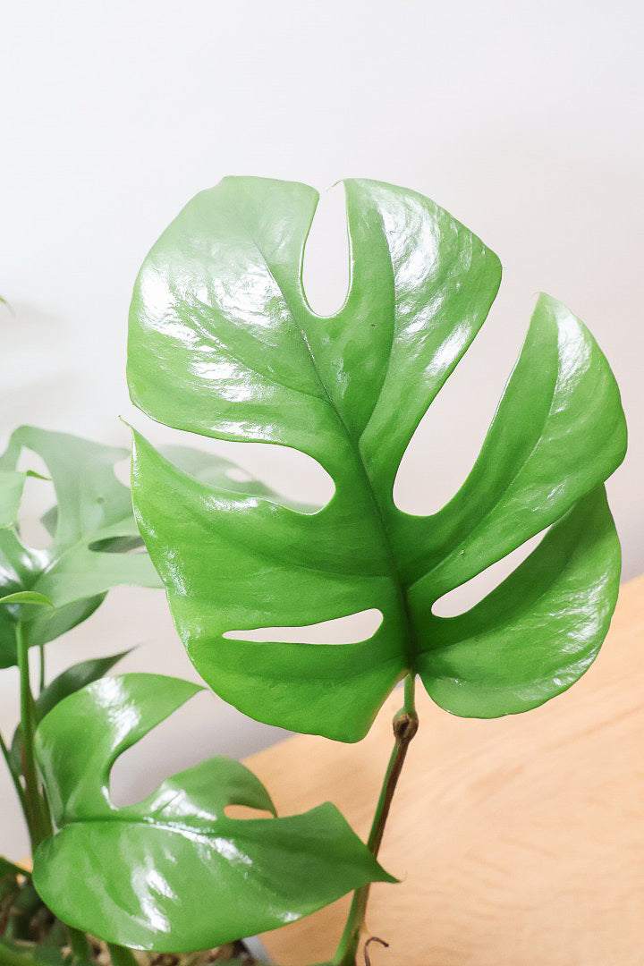 【モンステラ ミニマ】一番人気のサイズ！かなりボリュームあります！葉もとてもきれいで最高の状態です！