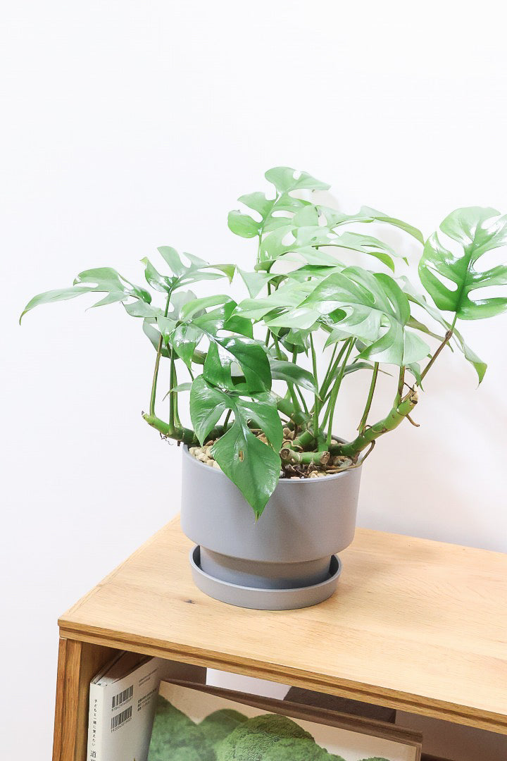 【モンステラ ミニマ】一番人気のサイズ！かなりボリュームあります！葉もとてもきれいで最高の状態です！