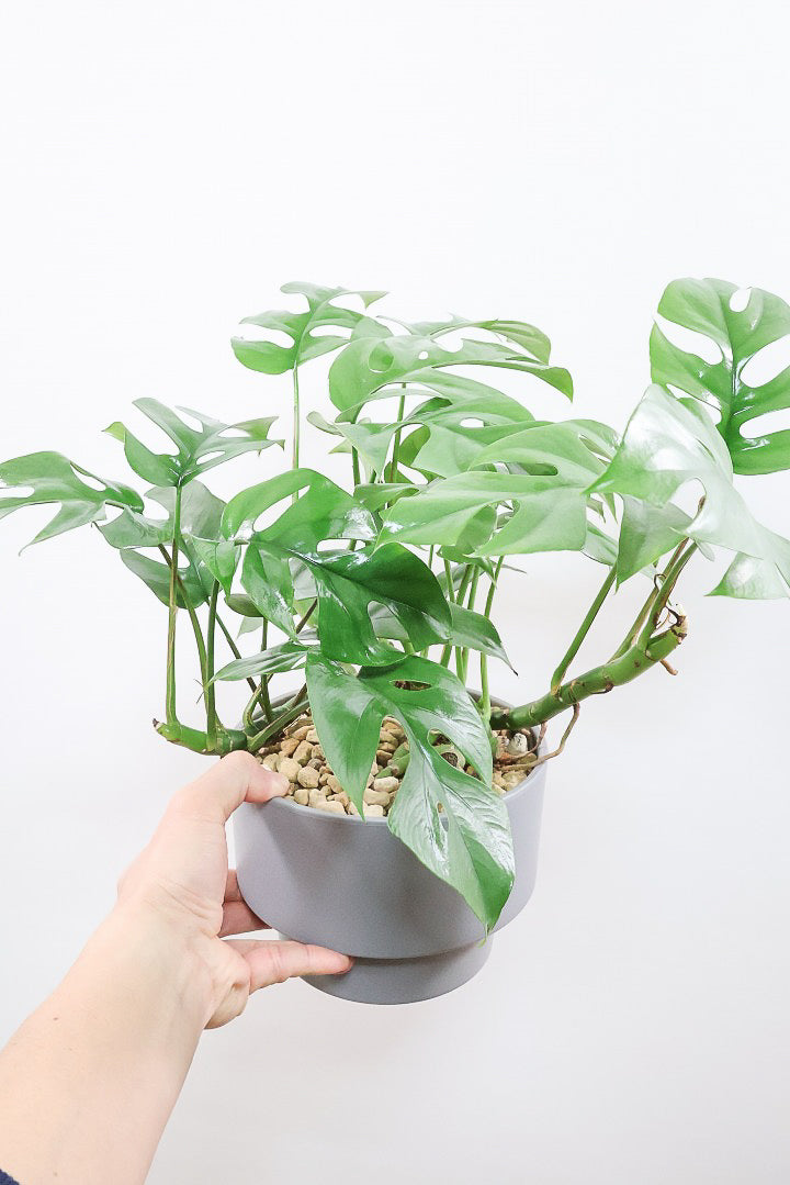 【モンステラ ミニマ】一番人気のサイズ！かなりボリュームあります！葉もとてもきれいで最高の状態です！