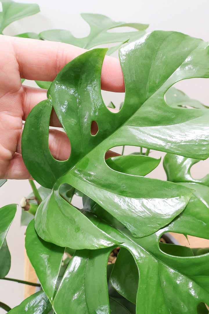 【モンステラ ミニマ】一番人気のサイズ！かなりボリュームあります！葉もとてもきれいで最高の状態です！