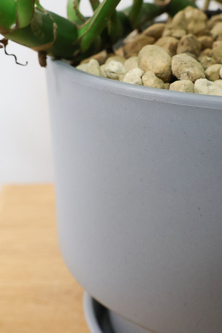 【モンステラ ミニマ】一番人気のサイズ！かなりボリュームあります！葉もとてもきれいで最高の状態です！