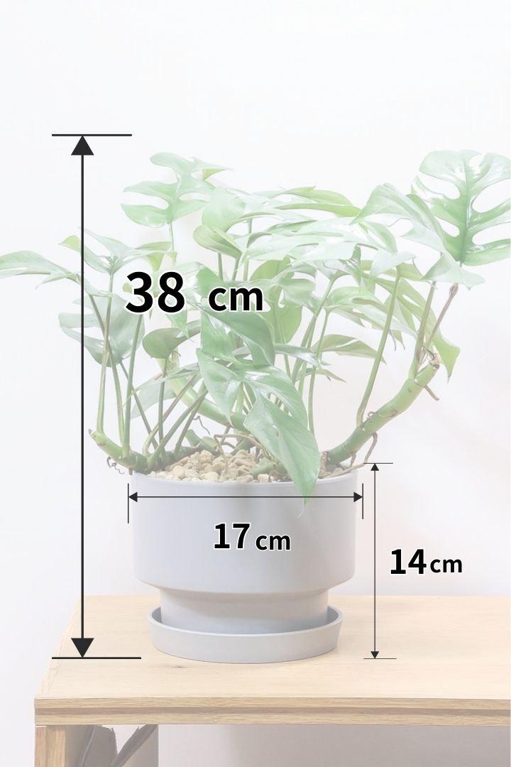 【モンステラ ミニマ】一番人気のサイズ！かなりボリュームあります！葉もとてもきれいで最高の状態です！