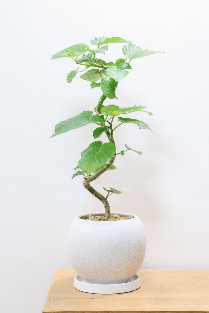 ウンベラータW61427| 観葉植物の通信販売 | APEGO(アペーゴ)