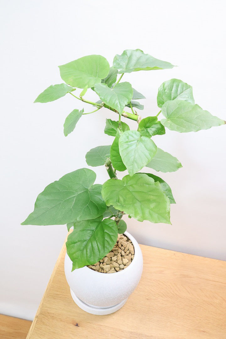 【ウンベラータ】程よいボリュームで曲り樹形の名手でもある生産者さんが手塩に掛けたバランスの良い素晴らしい樹形です！