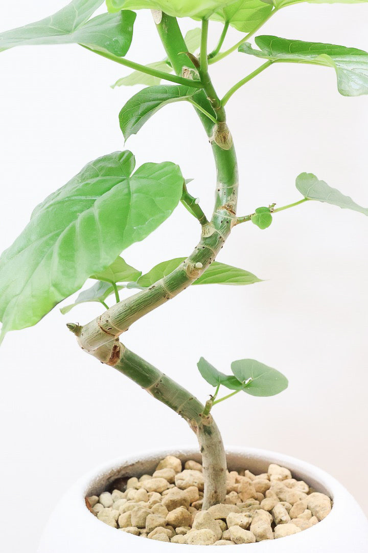 ウンベラータW61427| 観葉植物の通信販売 | APEGO(アペーゴ)