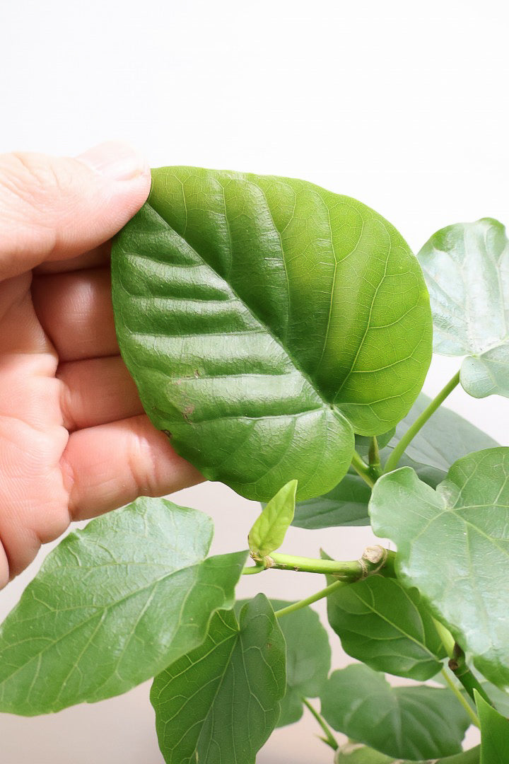 【ウンベラータ】程よいボリュームで曲り樹形の名手でもある生産者さんが手塩に掛けたバランスの良い素晴らしい樹形です！