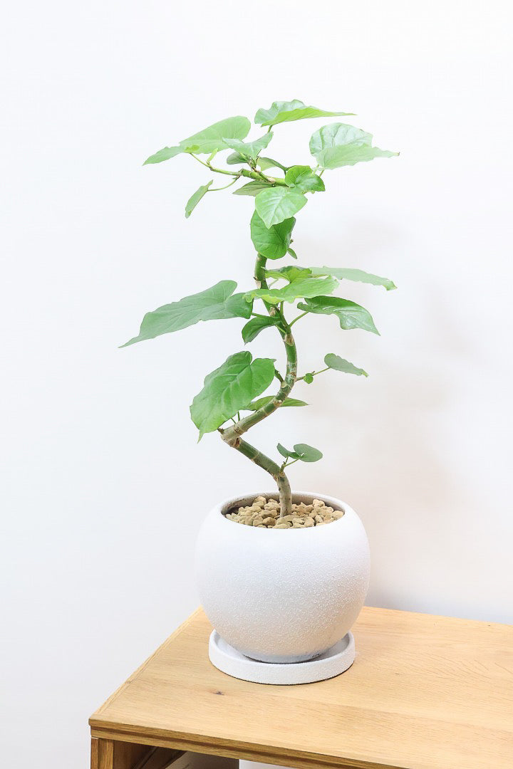 【ウンベラータ】程よいボリュームで曲り樹形の名手でもある生産者さんが手塩に掛けたバランスの良い素晴らしい樹形です！