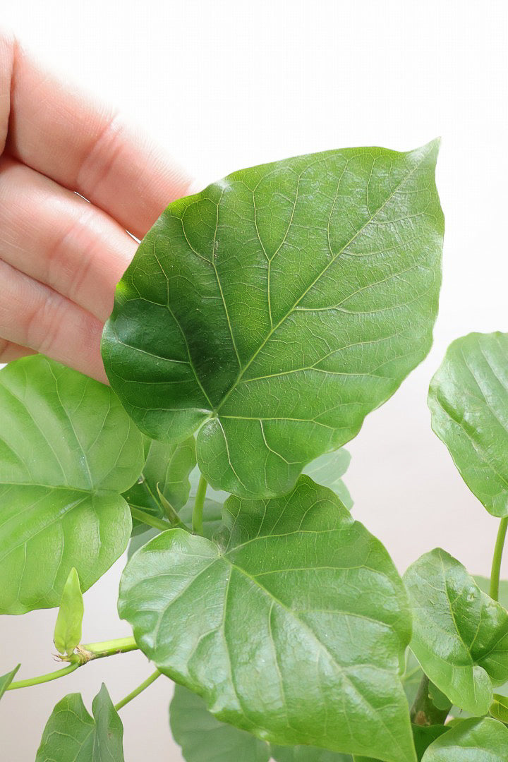 【ウンベラータ】程よいボリュームで曲り樹形の名手でもある生産者さんが手塩に掛けたバランスの良い素晴らしい樹形です！