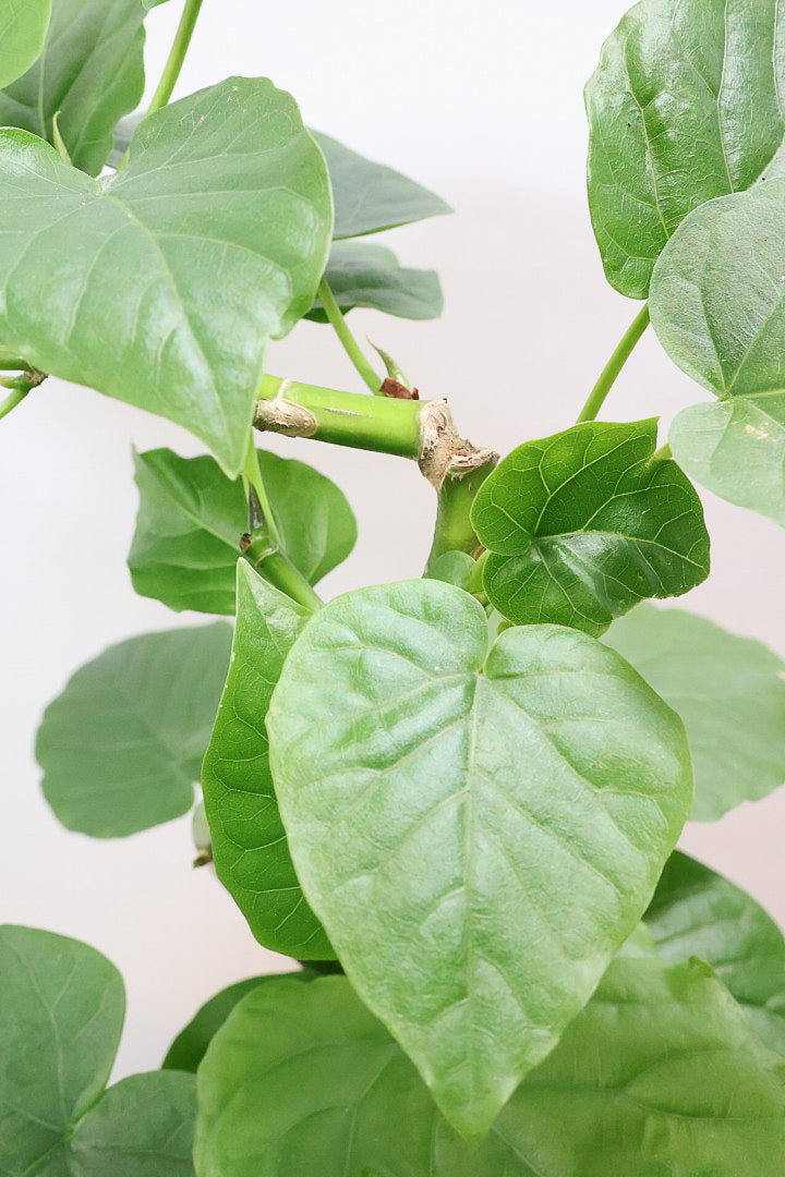 【ウンベラータ】程よいボリュームで曲り樹形の名手でもある生産者さんが手塩に掛けたバランスの良い素晴らしい樹形です！