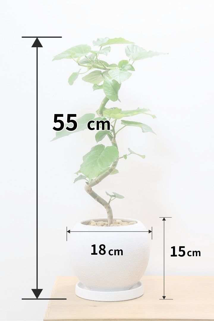 【ウンベラータ】程よいボリュームで曲り樹形の名手でもある生産者さんが手塩に掛けたバランスの良い素晴らしい樹形です！