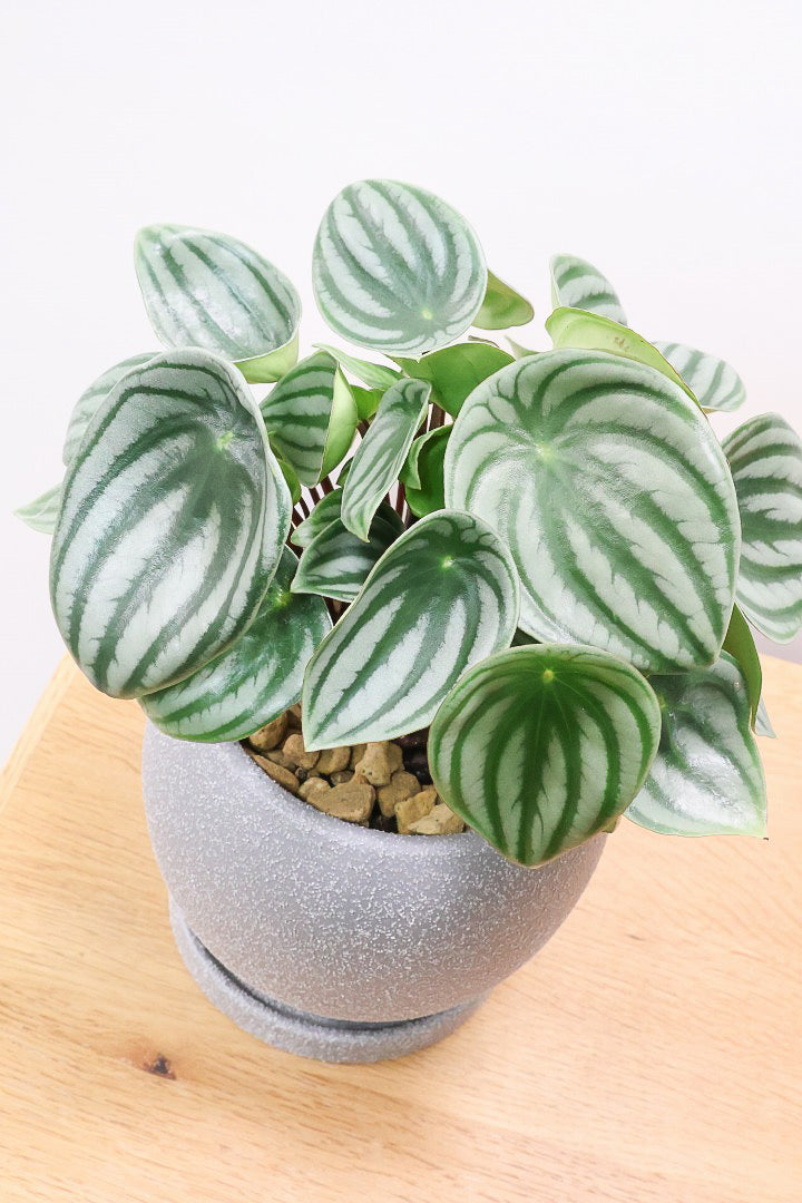 ペペロミア サンデルシーGL61429| 観葉植物の通信販売 | APEGO(アペーゴ)