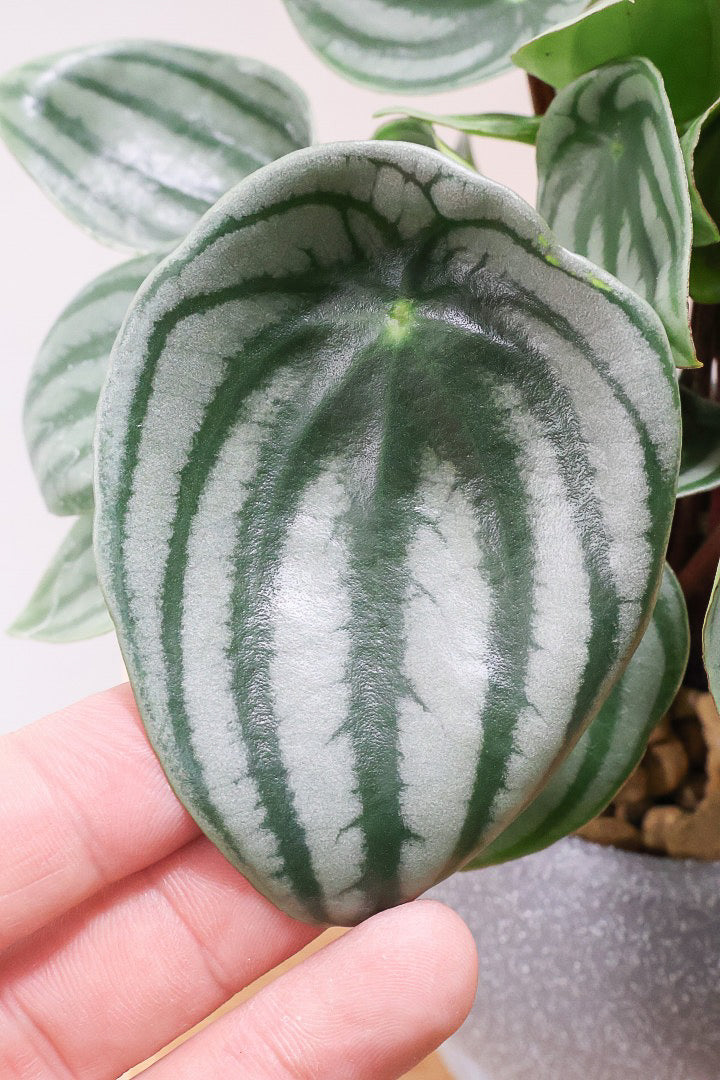 ペペロミア サンデルシーGL61429| 観葉植物の通信販売 | APEGO(アペーゴ)