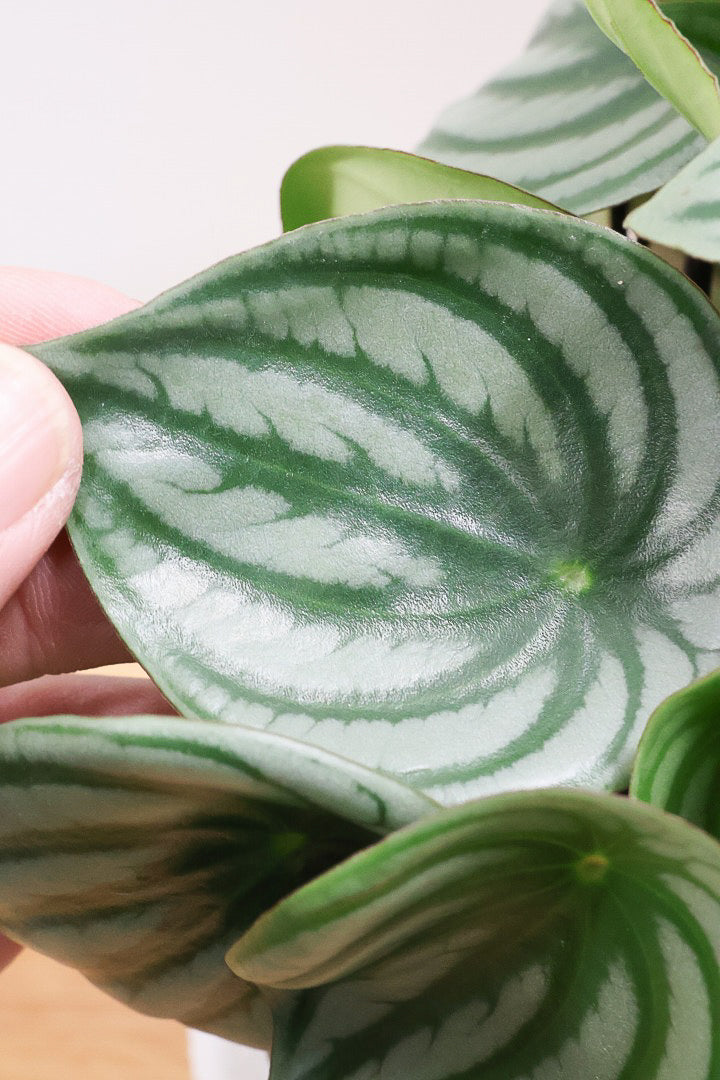 ペペロミア サンデルシーW61430| 観葉植物の通信販売 | APEGO(アペーゴ)