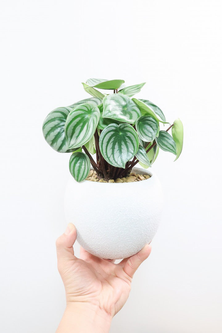 ペペロミア サンデルシーW61430| 観葉植物の通信販売 | APEGO(アペーゴ)